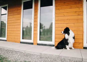 Pies rasy border collie siedzi przed drewnianym budynkiem hotelu