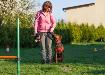 Pies w czerwonych szelkach siedzi przy trenerce podczas treningu